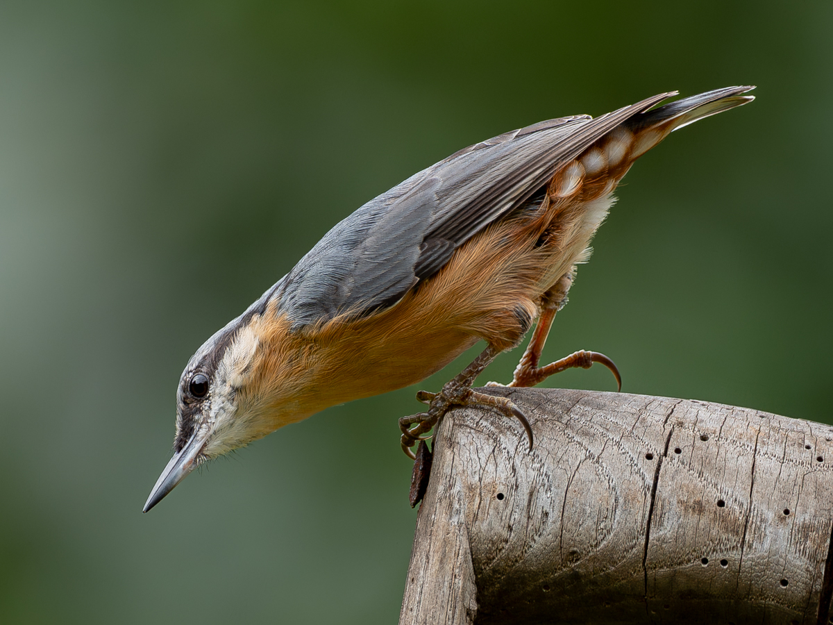 Nuthatch photographed at our Luxury Bird Hide in Mid West Wales.