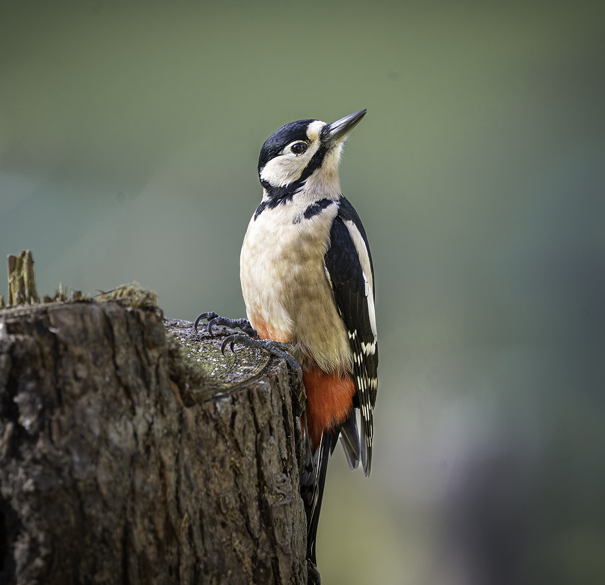 Bird Hide Photography
