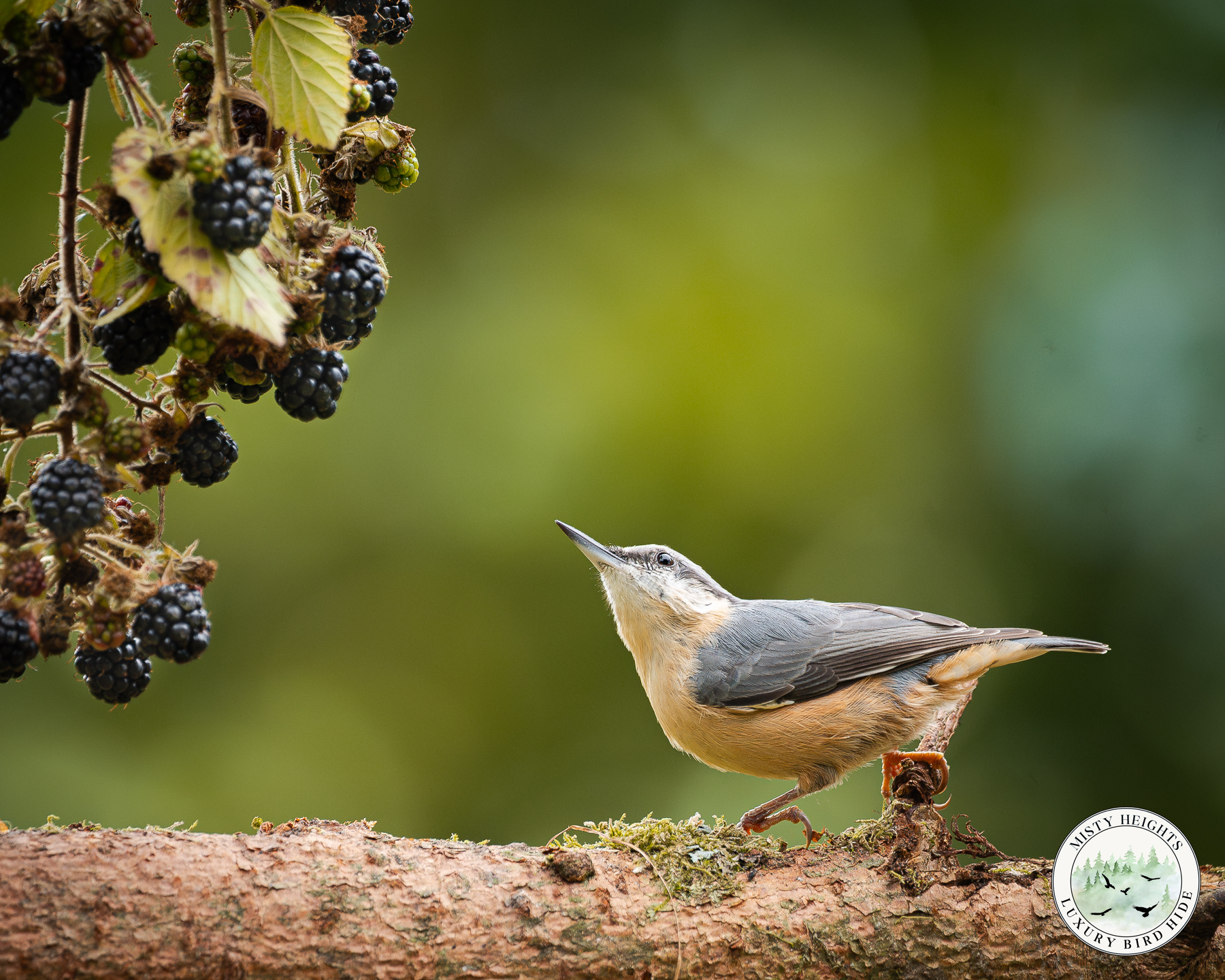 Bird Hide in Wales - Nuthatch