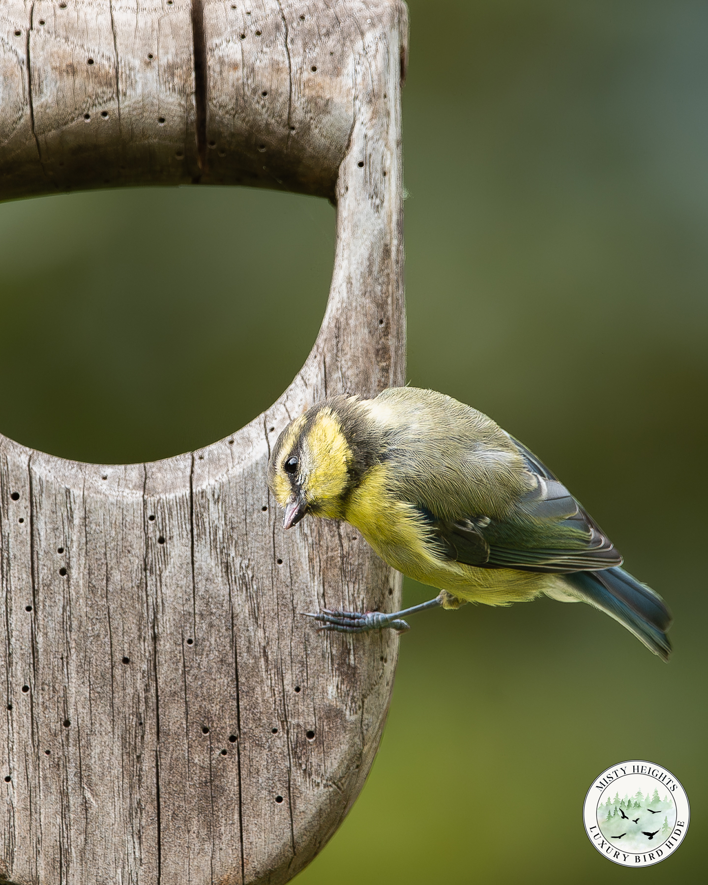Bird Hide Experience