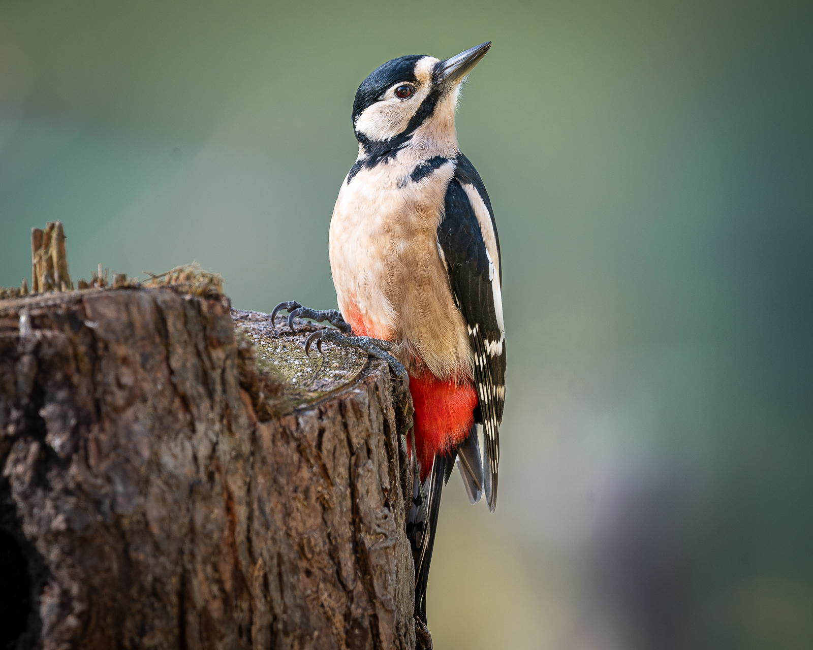 Bird Photography - Woodpecker