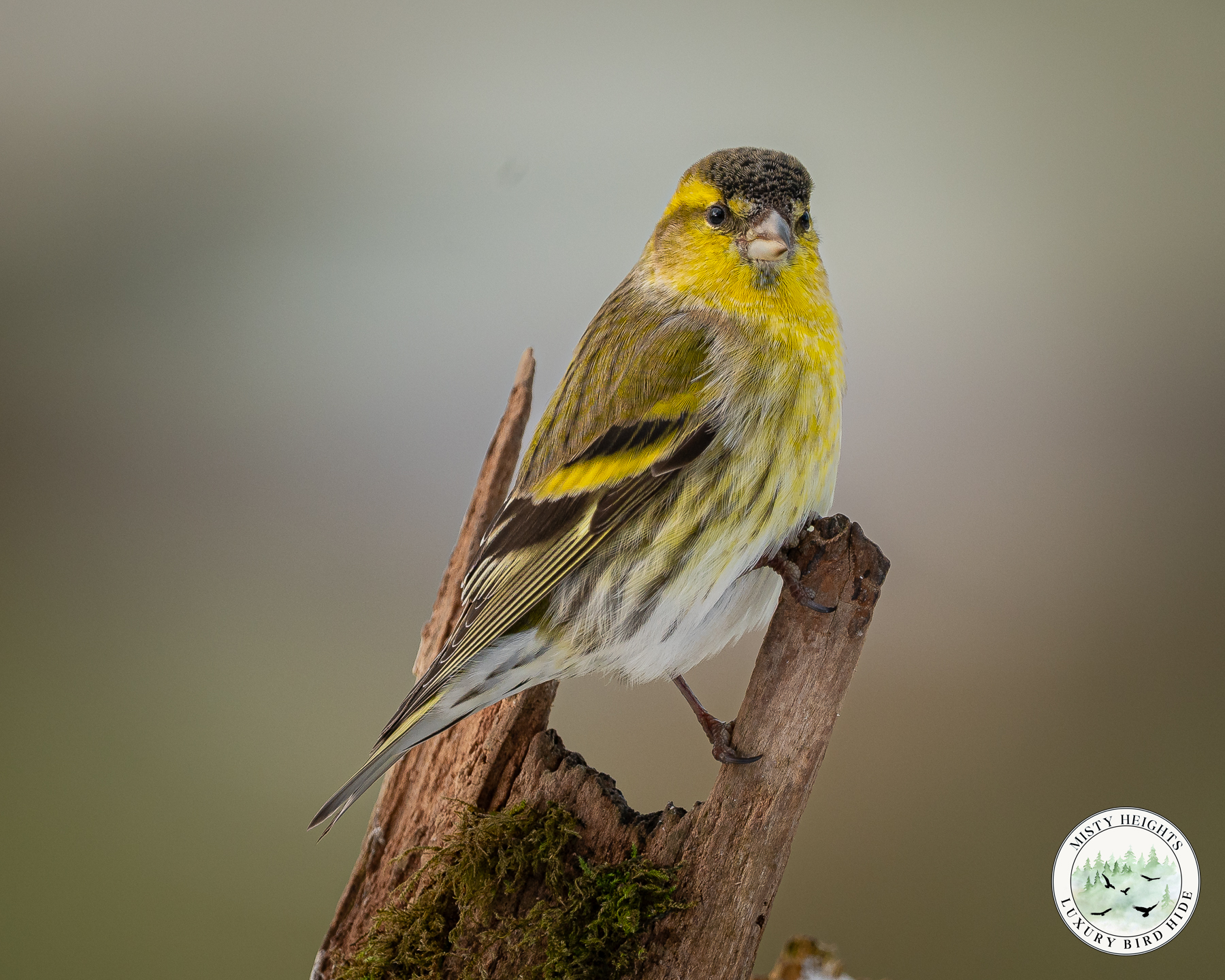 The Siskins Are Back