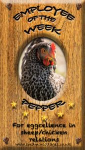 EotW Pepper copy.jpg